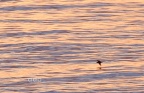 Cory's Shearwater (Calonectris diomedea) at sunset, Alan Prowse